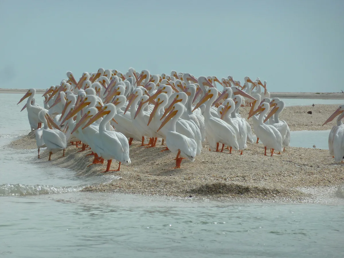 A flock of white pelicans gathered on a sandbar at the water's edge.
